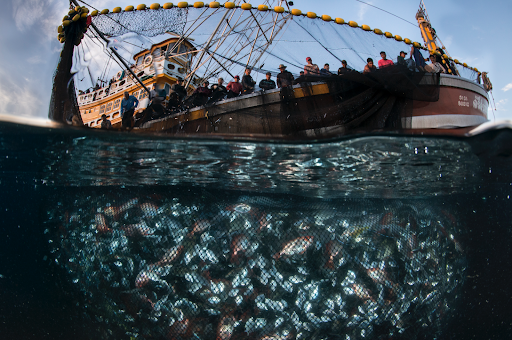 Fishers on boat using large net to catch fish.