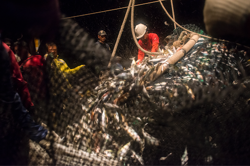 Fishers bringing net filled with fish.