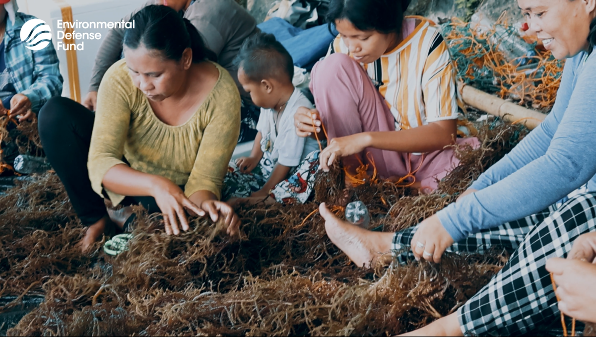 Photo of seaweed farming