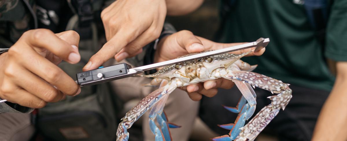 Calipers used to measure a crab