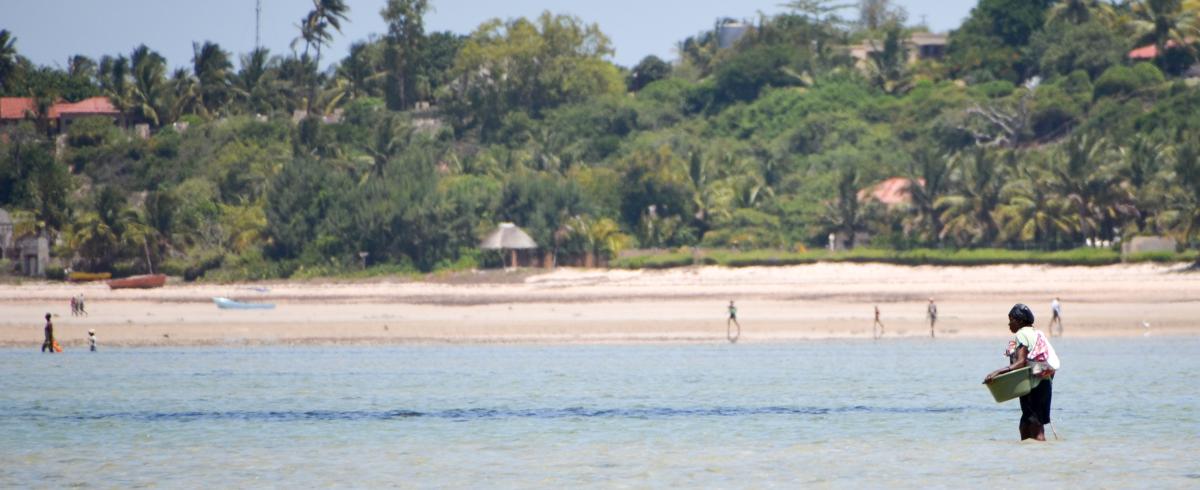 Searching for crabs in shallow water