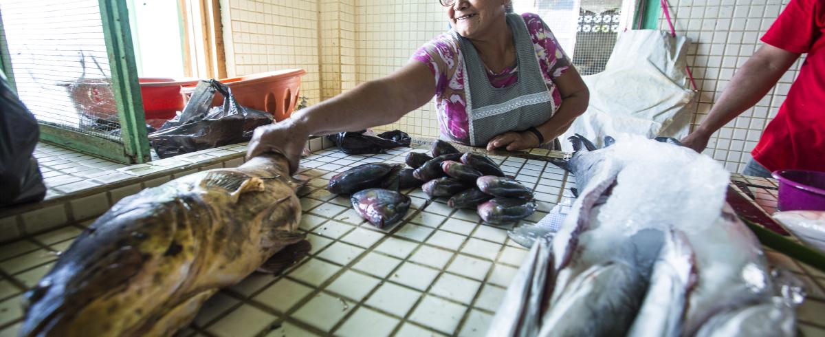 Fish at a market