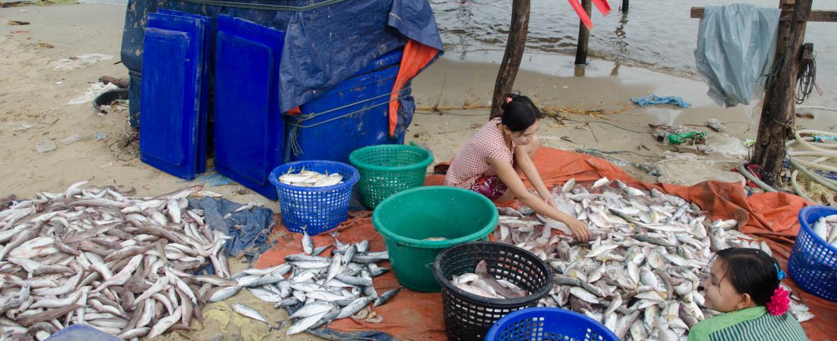 Sorting fish catch on beach